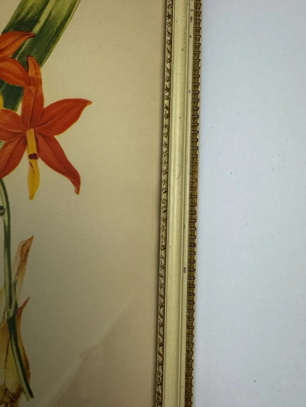 Vintage Miss S.A.Drake Epidendrum Vitellinum Flower Framed Botanical Watercolour